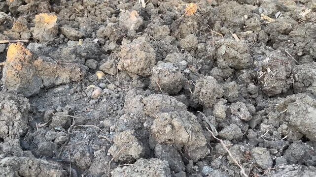 Close Up of Rough Plowed Earth and Soil Clods on Construction Site