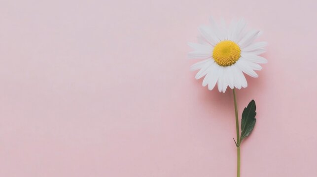 daisy flower on pink background