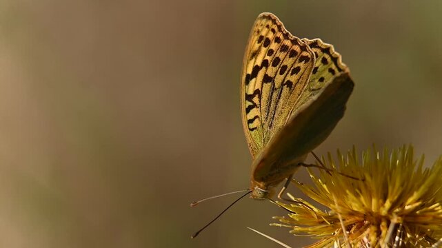 Large mother-of-pearl butterfly, Argynnis paphia, on a flower in its natural habitat