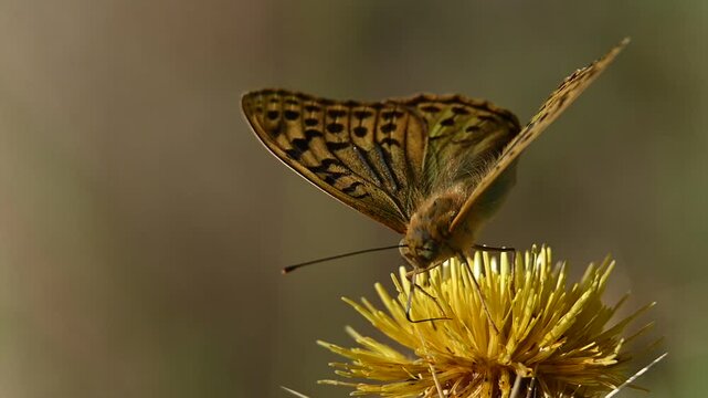 Black and white butterfly , Melanargia galathea , on a yellow field flower , macro photo