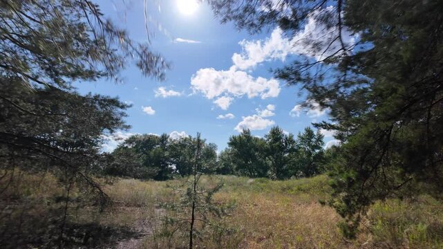 Fast panning video of a wide summer meadow with dry yellow grass, a large lone pine tree, and a bright blue cloudy sky. This 4K resolution footage is shot at 24fps with smooth motion blur effect.