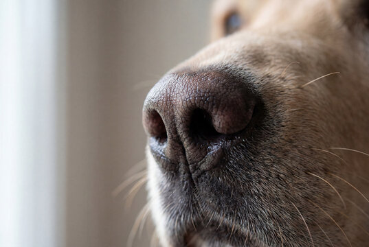 Extreme close up of a wet dog nose with fine skin texture and whiskers of a light colored labrador.