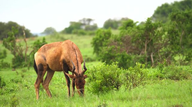 A brown hartebeest antelope grazing peacefully on fresh grass in a beautiful green meadow surrounded by wild bushes during a safari