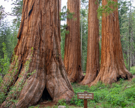 Towering giant sequoia trunks in ancient redwood forest