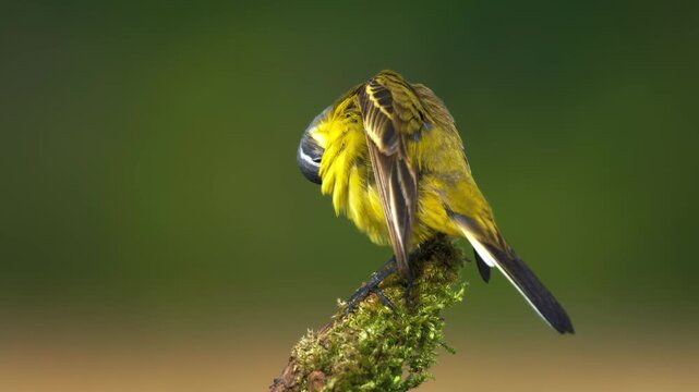 Close up selective focus shot of a beautiful tiny yellow and black songbird perched on a mossy tree branch while preening its feathers in the wild forest