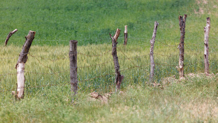 Fototapeta premium Weathered wooden posts stand in grassy field. Barbed wire stretches taut between the posts.