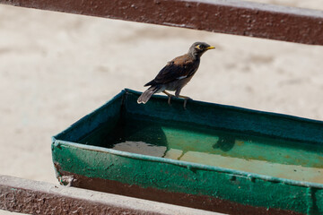 Fototapeta premium Bird perches on edge of green water container