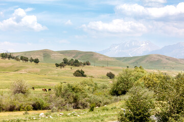 Fototapeta premium Horses graze on a green meadow near the mountains