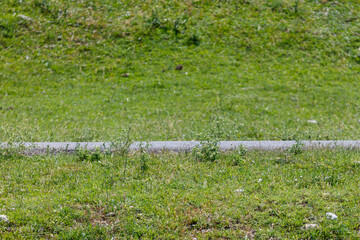 Fototapeta premium Grassy field with a narrow, paved path running through it