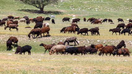 Fototapeta premium Sheep graze in a sunlit, open field