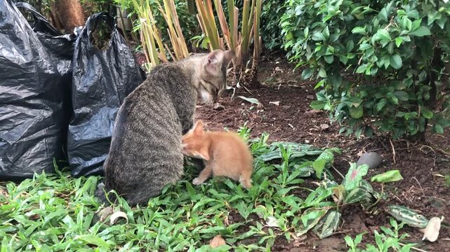 A mother tabby cat nursing her small orange kitten in a garden setting.