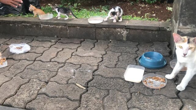 A group of stray kittens and adult cats eating food outdoors on a paved sidewalk.