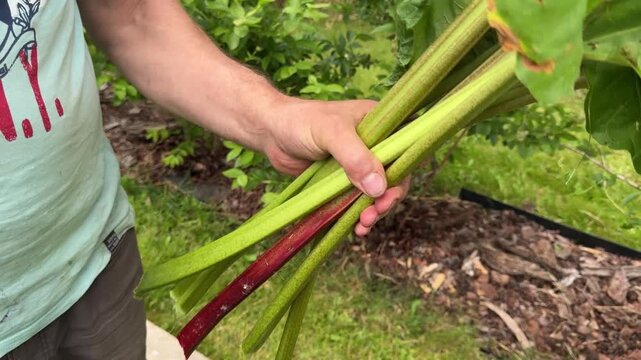 Holding freshly harvested rhubarb stalks in a home garden, seasonal vegetable harvest, organic produce, homegrown food, sustainable gardening, healthy lifestyle.