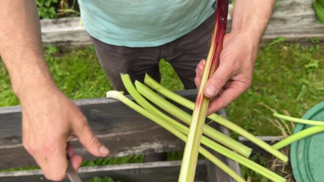 Peeling fresh rhubarb stalks after harvest, preparing homegrown produce for cooking, seasonal food, organic gardening, healthy ingredients, kitchen preparation.