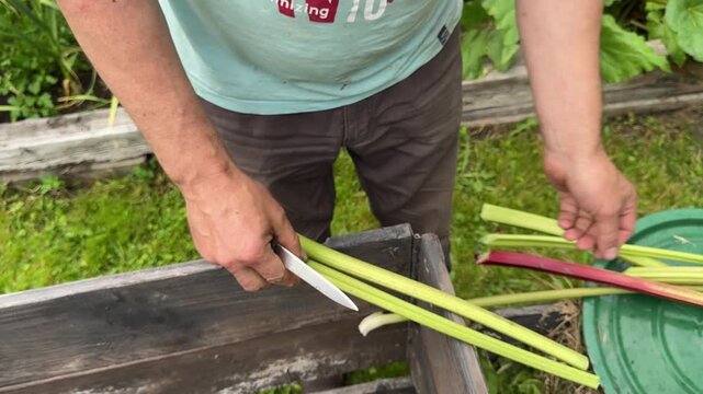 Removing large rhubarb leaves from harvested stalks on a garden table, food preparation, homegrown produce, organic gardening, seasonal harvest, kitchen routine.