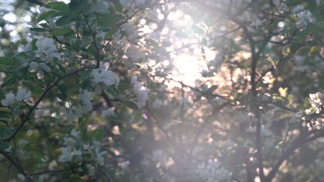 blooming tree with soft sunlight shining through branches and delicate flowers. Peaceful spring nature scene with glowing sun rays filtering through foliage