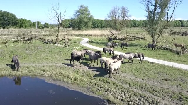 Aerial Drone View of Wild Konik Horses in Oostvaardersplassen National Park, Flevoland, Netherlands, Natural Wetland Wildlife, Cinematic 4K Footage