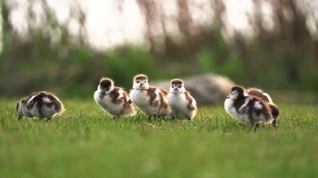 Four adorable fluffy baby ducklings with brown and white patterns standing together in a lush green grass field during spring season