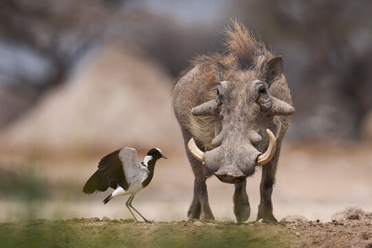 Large male Warthog (Phacochoerus aethiopicus) at a waterhole in Onguma Nature Reserve abutting Etosha National Park in Namibia.