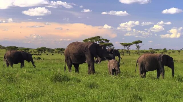 A small family herd of wild African elephants including a tiny baby calf grazing peacefully in the lush green savanna grass fields