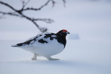 Willow grouse in white winter plumage on a snowy background, close-up profile © André Sørbø