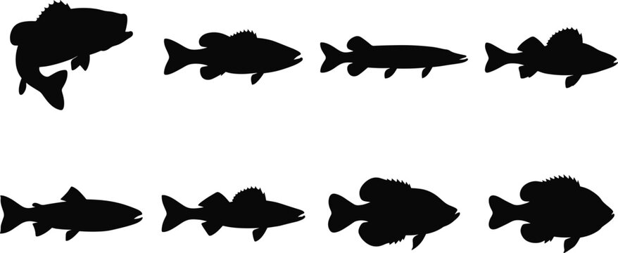 Freshwater Fish Silhouette Collection with Popular Fishing Species Isolated on White Background