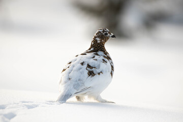Willow grouse in white winter plumage on a snowy background, close-up profile © André Sørbø