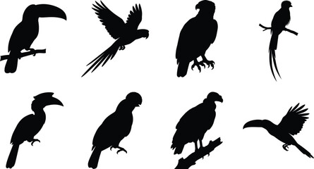 Tropical Bird Silhouette Collection Toucan Parrot Hornbill and Eagle Vector Set Isolated on White © Maya