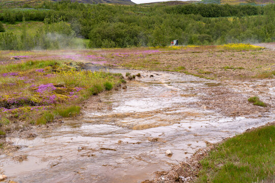 Warm mineral water flowing across a geothermal field with blooming wildflowers, Haukadalur, Iceland