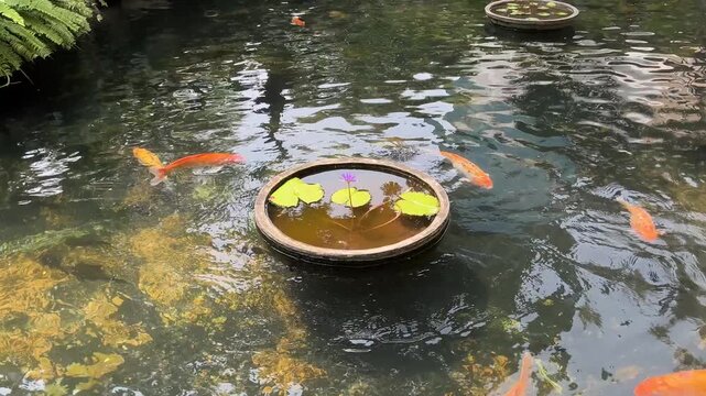 4K Zen Garden Lotus Flower Floating Pond Koi Fish Relaxing Background