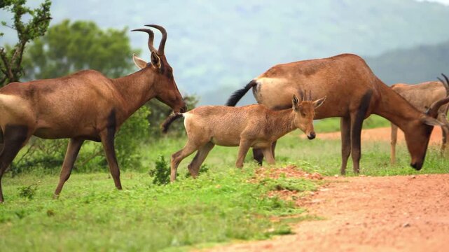 Group of brown hartebeest antelopes including a small calf walking together on a green grassy hillside during a safari trip