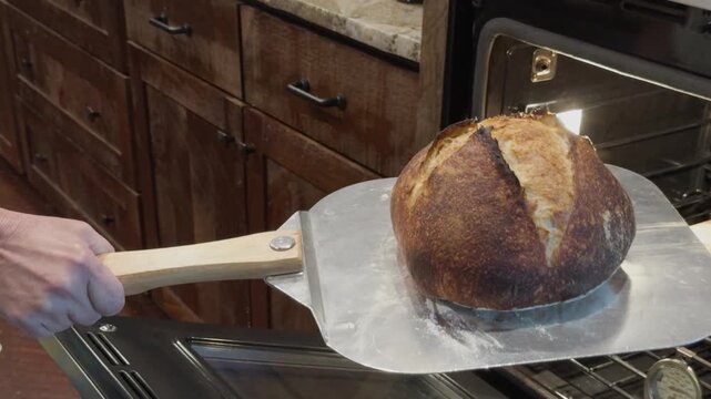 Homemade sourdough bread being removed from the oven