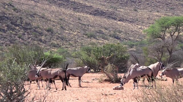 Oryx Antelope (Gemsbok) Licking Salt Lick in the Arid Kalahari Desert, African Wildlife Safari, Cinematic 4K Nature Footage