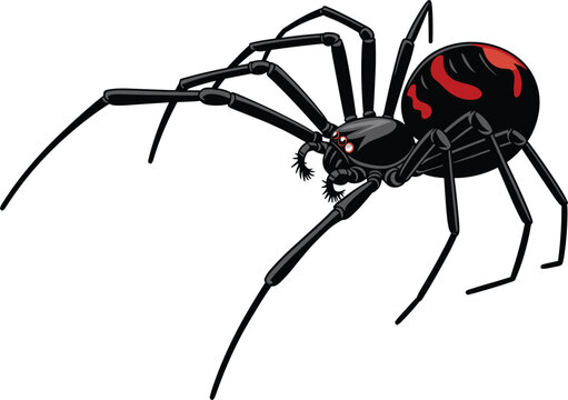 Black widow spider vector illustration, crawling redback venomous arachnid insect mascot isolated on white background