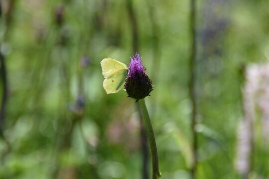A brimstone butterfly on a wildflower.