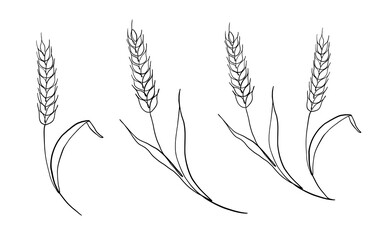 Fototapeta premium Wheat and barley collection with hand drawn grain elements. Isolated one line drawings of oat, rye, and rice ears ideal for agricultural branding and rustic artwork.