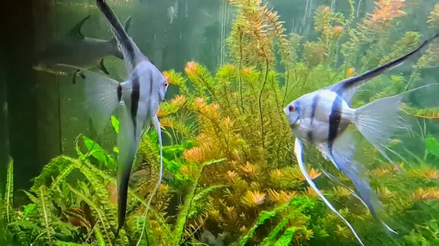 Silver angelfish in a tropical freshwater aquarium surrounded by vibrant aquatic vegetation