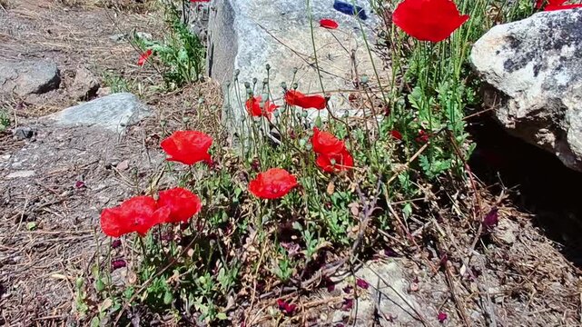 Red wild poppies on rocky ground, ecology and resilience concepts