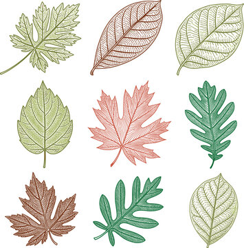 Detailed hand drawn autumn leaves vector illustration, engraved vintage forest foliage skeleton design element set
