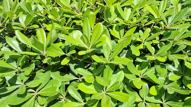 Camera moving along a lush green shrub with bright sunlit leaves in a summer garden.