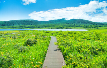 福島県耶麻郡北塩原村　雄国沼湿原に群生するニッコウキスゲと雄国沼 © TNK