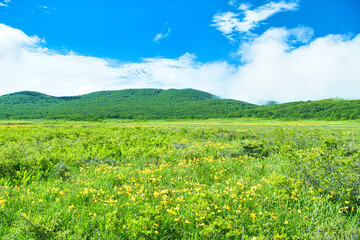 福島県耶麻郡北塩原村　雄国沼湿原に群生するニッコウキスゲ © TNK