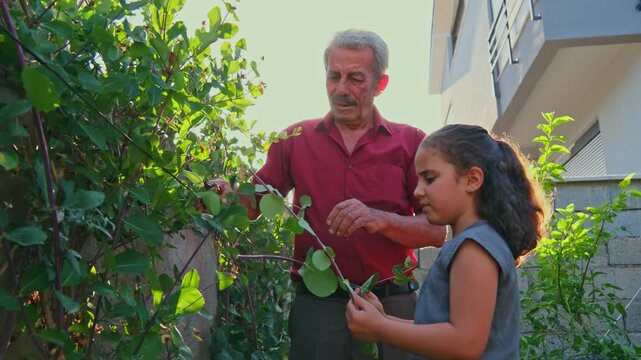 An elderly man teaches a young girl to tend and prune leafy garden plants at sunset, showing intergenerational learning, backyard gardening, family care, rural living and natural lifestyle.