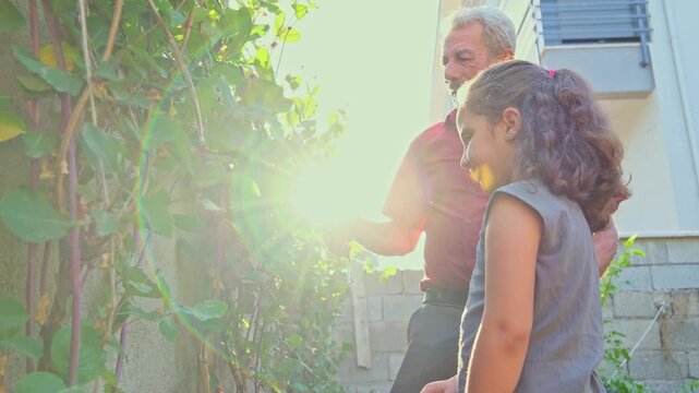 An elderly man teaches a young girl to tend and prune leafy garden plants at sunset, showing intergenerational learning, backyard gardening, family care, rural living and natural lifestyle.