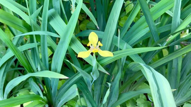 4K footage of yellow walking iris flower swaying among green foliage in sunny tropical garden. Seamless loop fo biophilic design, wellness, sustainability and mental health video content.