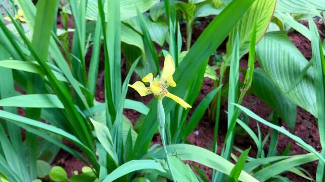 4K footage of yellow walking iris flower swaying among green foliage in sunny tropical garden. Seamless loop fo biophilic design, wellness, sustainability and mental health video content.