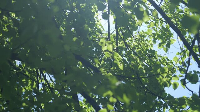 Sunlight filters through vibrant green leaves overhead. Branches sway gently in soft breeze. Clear blue sky peeks through foliage gaps. Peaceful.