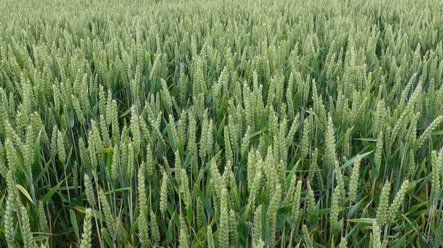 Slow camera movement over green wheat field with unripe ears swaying in the wind
