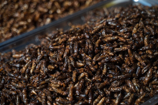 Fried edible crickets for sale at Thai street food market
