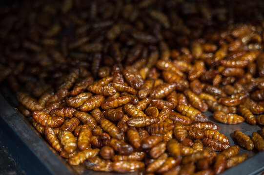 Fried silkworm pupae at traditional food market in Thailand